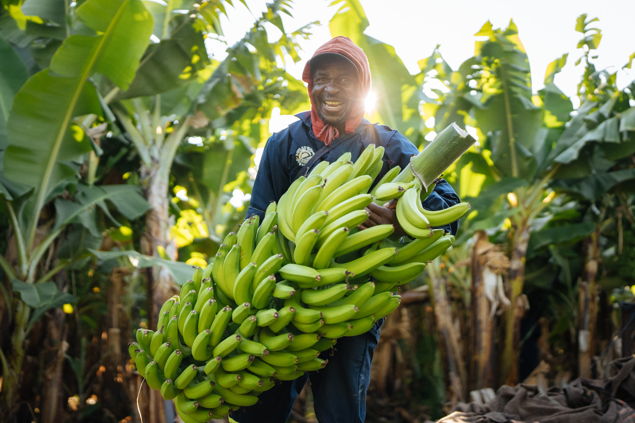 Farmer smiling while holding a large harvest of green bananas in a sunlit plantation